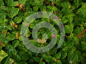 Malabar melastome orÂ Indian rhododendron (Melastoma malabathricum) plants